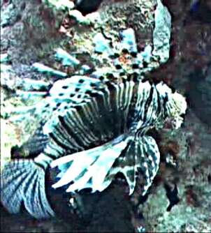 red_sea_21